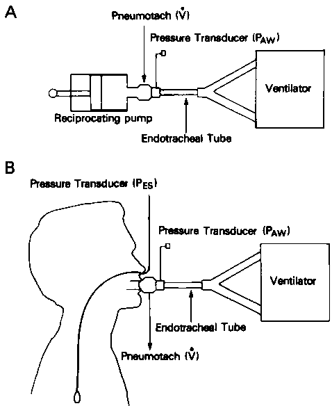 Figure 1. Apparatus for measurement. A. Mechanical system used to simulate spontaneous breathing effort; Paw and V were recorded. B. Trained subjects breathed through same system while airway flow and Pes were recorded. All measurements were displayed on multichannel strip chart.