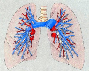 pulmonary vasculature