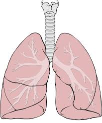 Restricted Pulmonary Function in Cystic Fibrosis